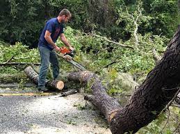 How Our Tree Care Process Works  in  Contoocook, NH